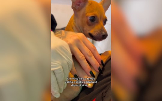 Pinscher encanta com reação atrasada ao sentir a dor da vacina