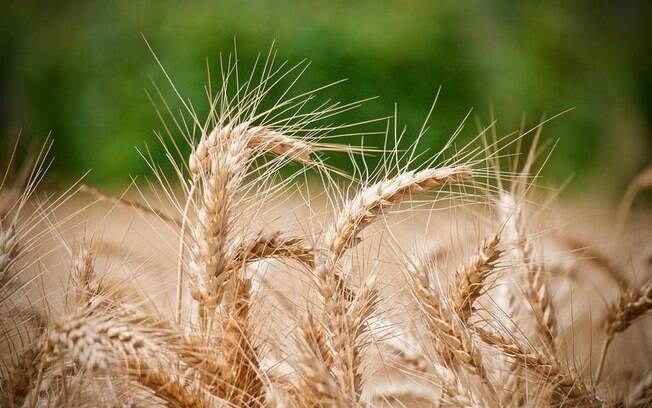 Simpatia com farinha de trigo: chama dinheiro e afasta rival Simpatia com farinha de trigo: chama dinheiro e afasta rival