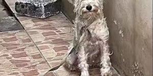 Cachorrinha resgatada mostra transformação inspiradora