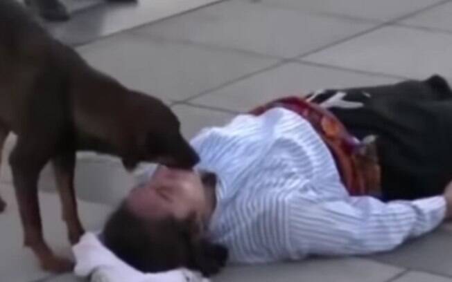 Cão tenta salvar ator que fingia estar machucado; veja vídeo