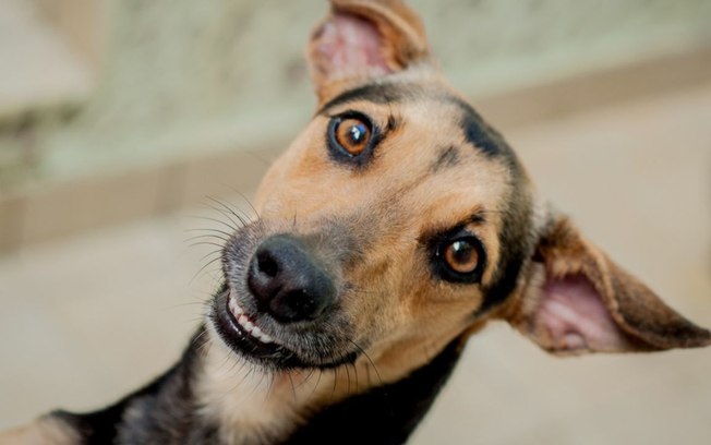 Veja o tipo de cachorro que só existe no Brasil