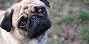 ‘Voz de bebê’ ajuda na comunicação com os cachorros, diz estudo