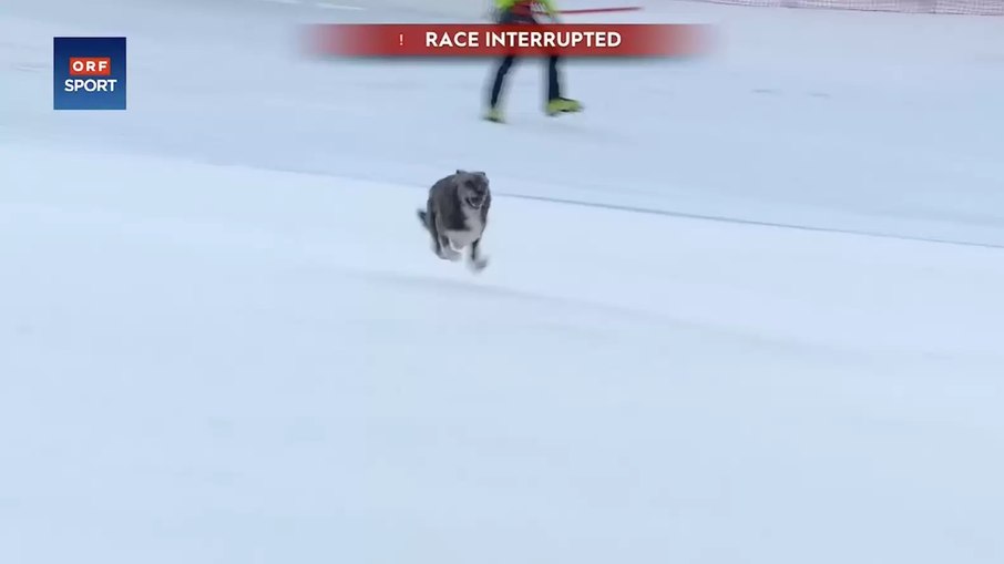 Cachorro invade corrida de esqui 