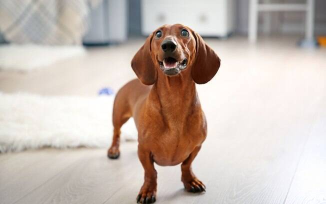 O dachshund é conhecido por ter problemas na coluna, mas outras raças de cachorro também podem estão desenvolvendo