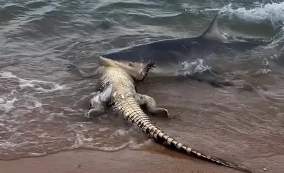 Mulher flagra tubarão atacando crocodilo em praia na Austrália