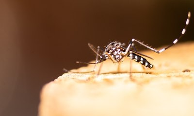 Dengue: 5 mitos sobre a doença que você sempre acreditou