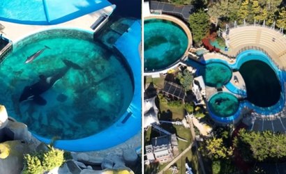 Orca solitária vive há 30 anos em tanque minúsculo, na Argentina