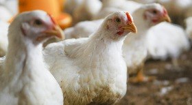 Gripe aviária: entenda como é transmitida e qual é o tratamento