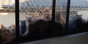 Justiça manda retirar todos os 119 gatos de imóvel em SC