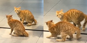 Gato fica intrigado ao se ver no espelho e reação viraliza na web