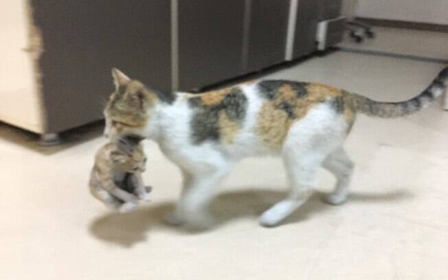 A gata apareceu na ala de emergência do hospital carregando o filhote na boca