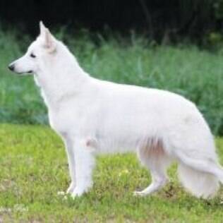 Cachorro Pastor Branco Suíço: características e fotos