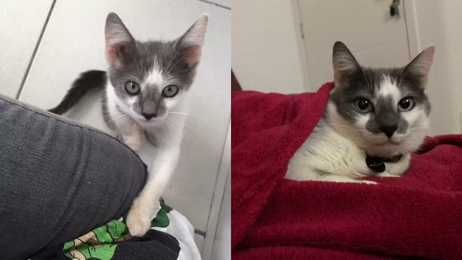 Bowie era um dos cinco gatos de Raíssa e foi o primeiro animal da família a morrer