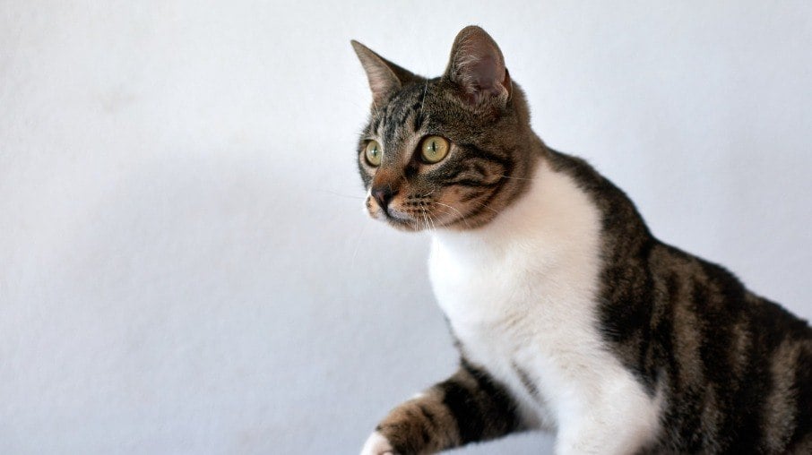 O gato de pelo curto brasileiro descende de gatos de rua