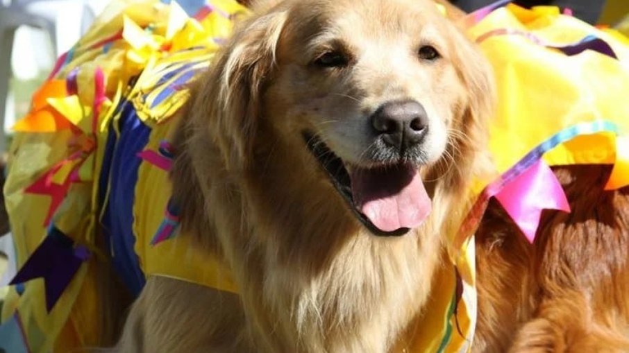 O ArraiAU  promete muita diversão para os pets e seus tutores