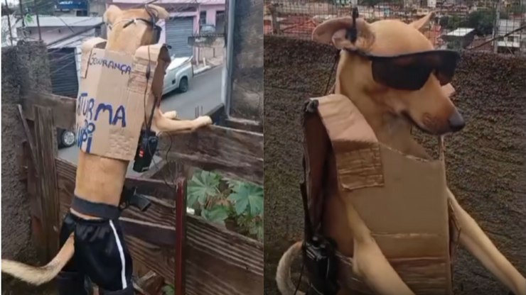 Cachorro leva trabalho de segurança a sério e monitora rua