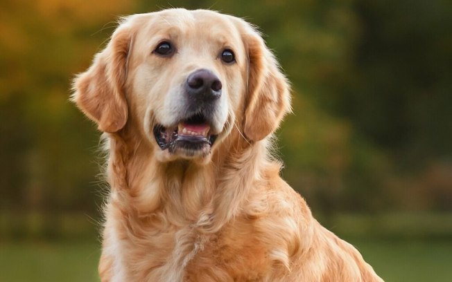 10 curiosidades sobre o cachorro golden retriever