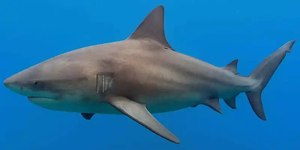 Menino de 12 anos é atacado por tubarão em passeio nas Bahamas