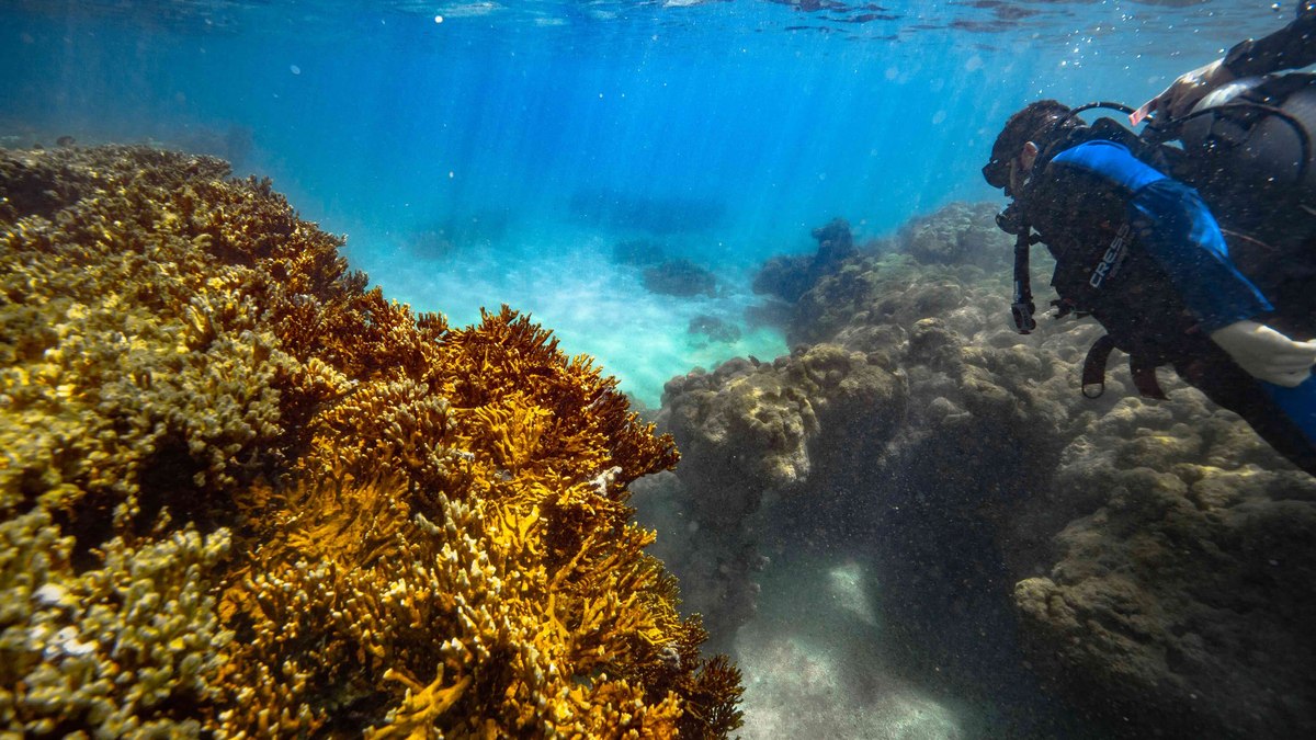 Corais da região de Porto de Galinhas (PE) Corais da região de Porto de Galinhas (PE)