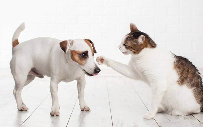 As pessoas acham que cães e gatos são inimigos naturais e por isso não se dá bem, mas eles podem conviver normalmente juntos