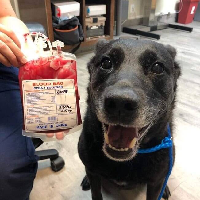 Cachorro após doação de sangue
