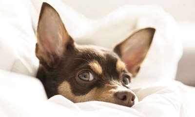 Seu cão dorme no seu travesseiro? Ciência explica comportamento