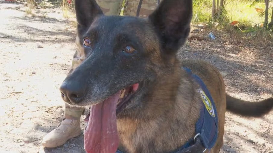 Fiona, cão da PRF que deu prejuízo de R$ 60 milhões ao crime organizado, se aposenta