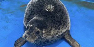 Foca chinesa nada 200 km e volta à ilha onde viveu com humanos