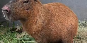 Grupo que espancou capivara no Rio começa a ser julgado