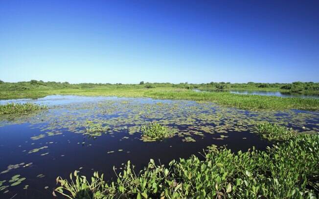 Pantanal é opção para quem ama explorar lugares em que a natureza é a principal atração