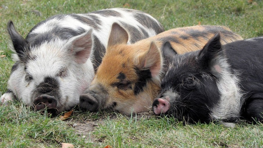 Filhotes de Kunekune