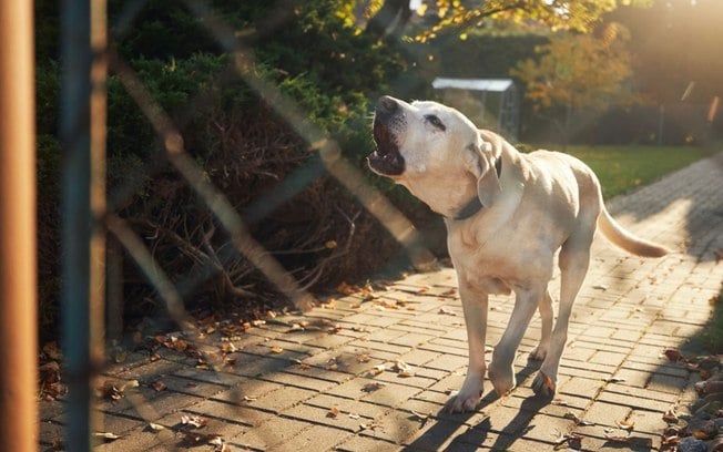 Cão de guarda: 5 raças mais indicadas para proteger seu lar