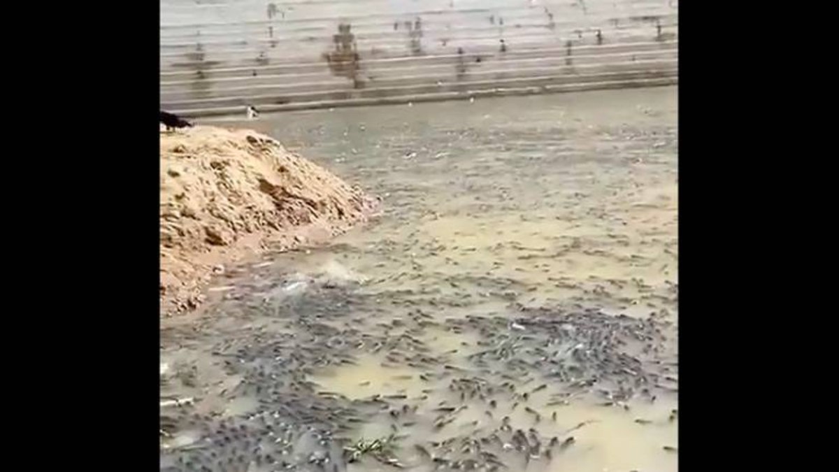 Peixes mortos na Barragem de Oiticica