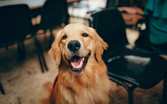 Dicas para deixar seus pets em segurança durante as festas de fim de ano