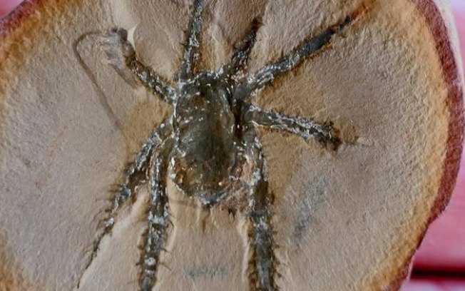 Fóssil de aranha com pernas espinhosas intriga cientistas