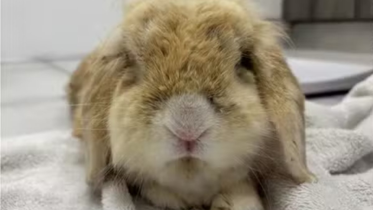 Coelho abandonado revela surpresa ao ganhar banho e mudar cor Coelho abandonado revela surpresa ao ganhar banho e mudar cor