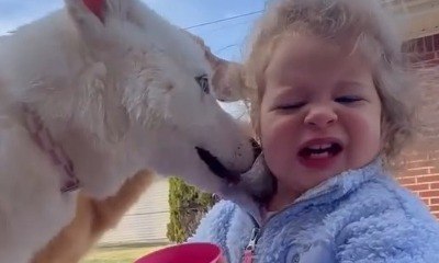 Menina recebe lambidas ao ajudar cães; entenda perigos