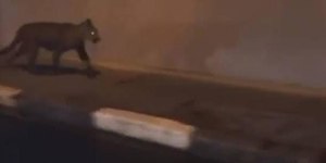 Onça-parda invade lava-rápido no interior de São Paulo