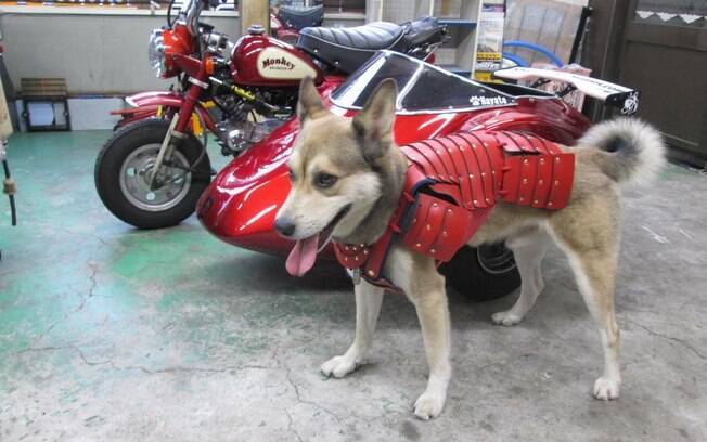 Cachorro usando armadura para andar de moto com o dono