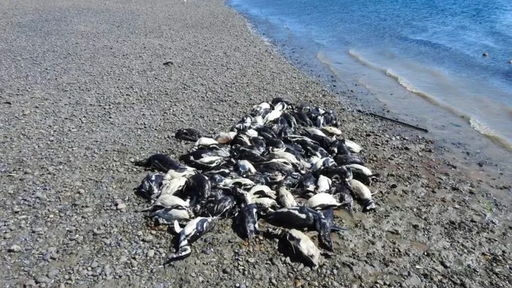 Tragédia: filhotes de pinguins morrem em massa
