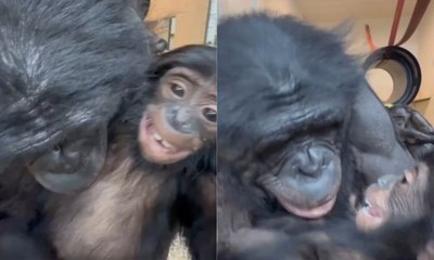 Cena comovente: chimpanzé beija filhote com carinho