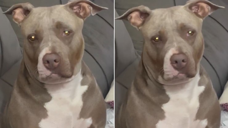 Pitbull luta contra o sono e faz manha para não dormir