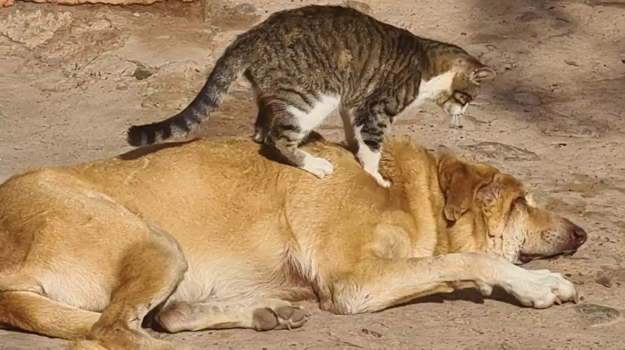 Tam é muito próximo dos gatos