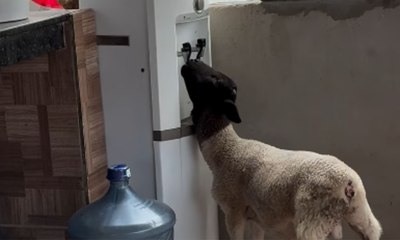 Cabrito &eacute; flagrado bebendo &aacute;gua gelada sozinho em bebedouro