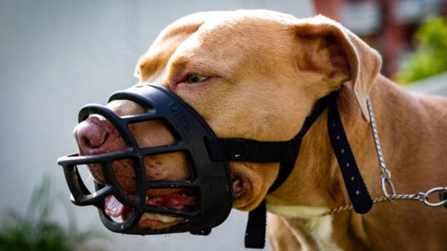 Pitbull Pitbull