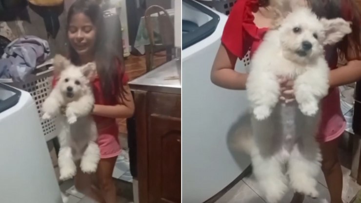 Cãozinho  com aparência de ursinho esbanja fofura ao ver tutora