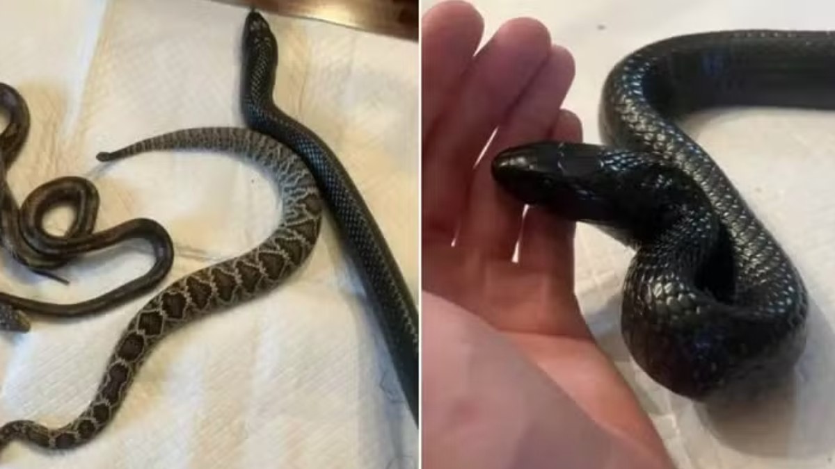 Cobra 'vomitou' outras duas serpentes