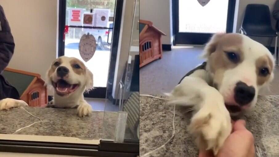 Cachorro encanta redes sociais ao sair sorridente de abrigo