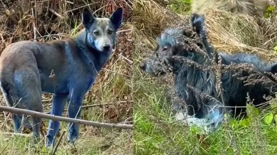 Cães com pelos azuis foram vistos em outubro, em Chernobyl Cães com pelos azuis foram vistos em outubro, em Chernobyl