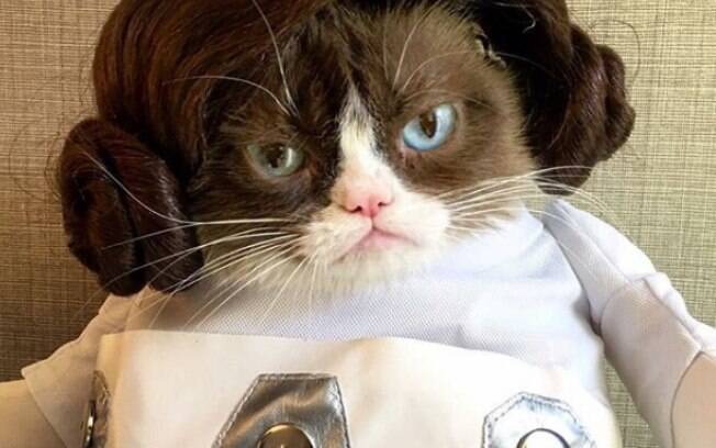 Grumpy cat, gata emburrada do Instagram, morreu aos 7 anos